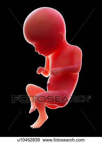 Stock Photo - Illustration of a human foetus, week 16.. Fotosearch
