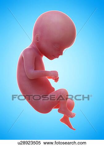 Stock Photography - Illustration of a human foetus, week 16.. Fotosearch
