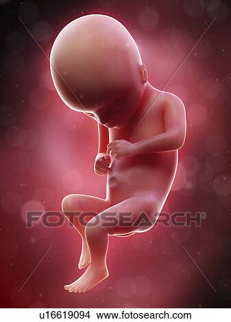 Picture - Illustration of a human foetus, week 17.. Fotosearch