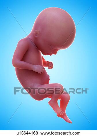 Stock Photo - Illustration of a human foetus, week 17.. Fotosearch
