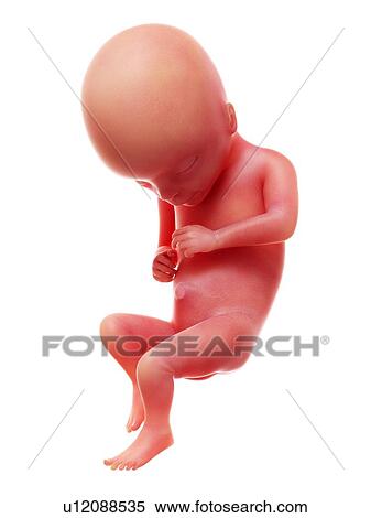 Stock Photography - Illustration of a human foetus, week 17.. Fotosearch