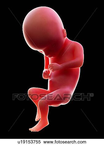 Illustration of a human foetus, week 17. View Large Photo Image Stock Photography - Illustration of a human foetus, week 17.. Fotosearch