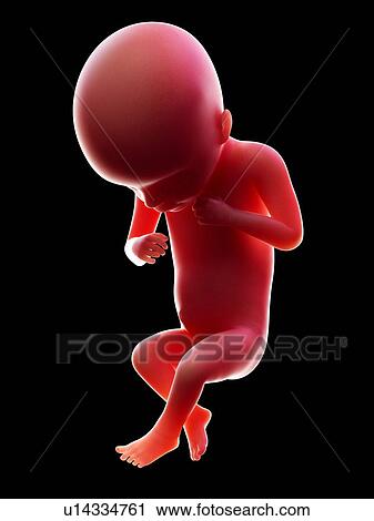 Stock Image - Illustration of a human foetus, week 18.. Fotosearch