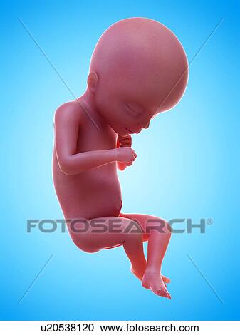 Illustration of a human foetus, week 18. View Large Photo Image Stock Image - Illustration of a human foetus, week 18.. Fotosearch