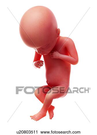Illustration of a human foetus, week 18. View Large Photo Image Stock Image - Illustration of a human foetus, week 18.. Fotosearch