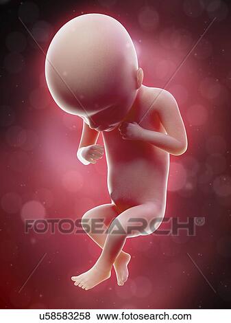 Stock Photo - Illustration of a human foetus, week 18.. Fotosearch