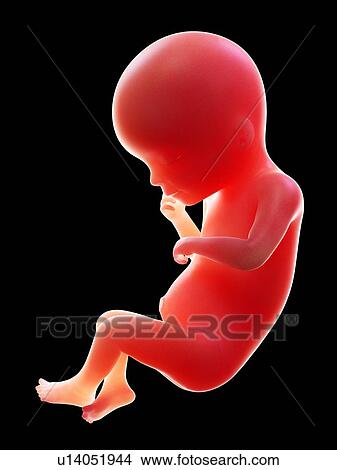 Illustration of a human foetus, week 19. View Large Photo Image Picture - Illustration of a human foetus, week 19.. Fotosearch