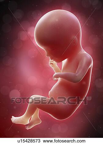 Illustration of a human foetus, week 19. View Large Photo Image Stock Image - Illustration of a human foetus, week 19.. Fotosearch