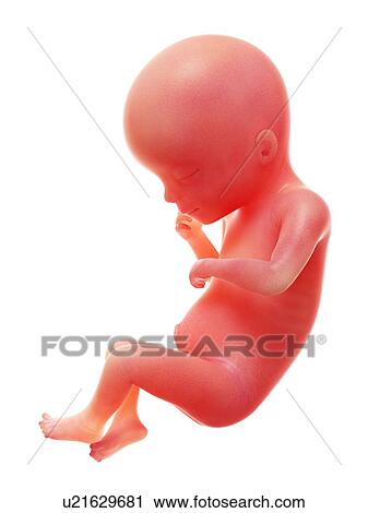 Illustration of a human foetus, week 19. View Large Photo Image Stock Image - Illustration of a human foetus, week 19.. Fotosearch