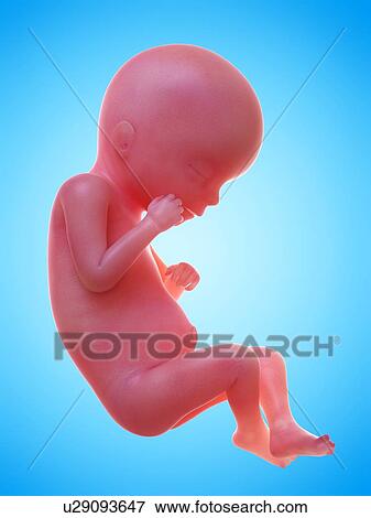 Stock Photo - Illustration of a human foetus, week 19.. Fotosearch