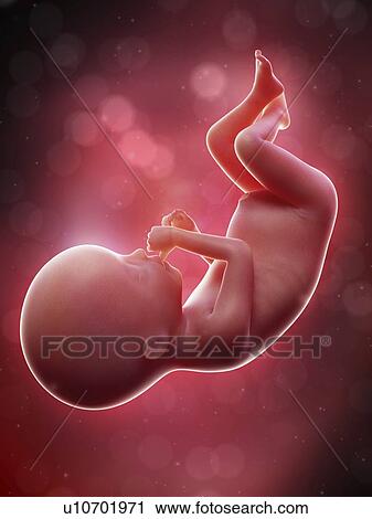 Illustration of a human foetus, week 20. View Large Photo Image Stock Image - Illustration of a human foetus, week 20.. Fotosearch