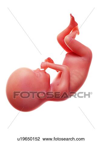 Stock Image - Illustration of a human foetus, week 20.. Fotosearch