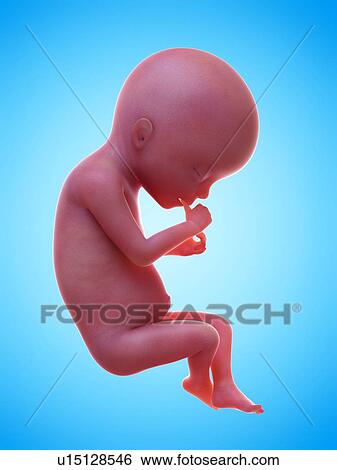 Illustration of a human foetus, week 20. View Large Photo Image Stock Photograph - Illustration of a human foetus, week 20.. Fotosearch