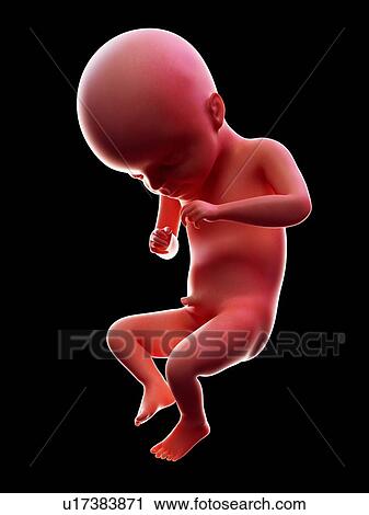 Stock Image - Illustration of a human foetus, week 21.. Fotosearch