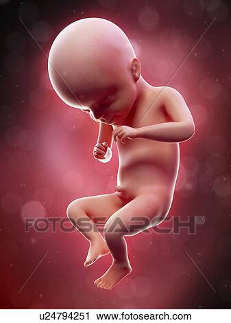 Illustration of a human foetus, week 21. View Large Photo Image Stock Image - Illustration of a human foetus, week 21.. Fotosearch