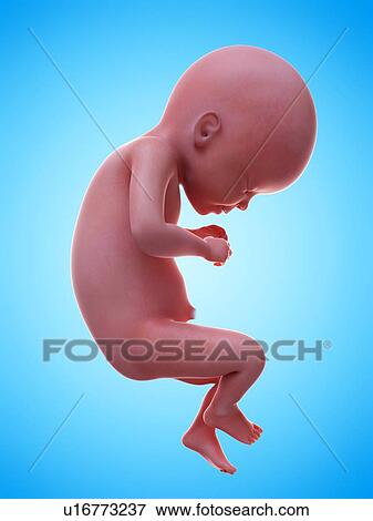 Stock Photo - Illustration of a human foetus, week 21.. Fotosearch