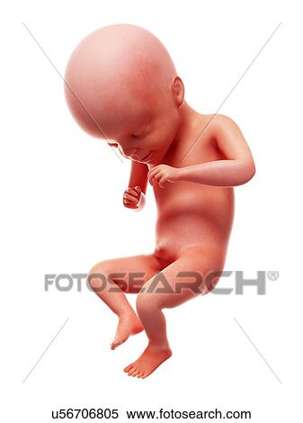Illustration of a human foetus, week 21. View Large Photo Image Stock Photography - Illustration of a human foetus, week 21.. Fotosearch