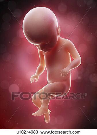 Illustration of a human foetus, week 22. View Large Photo Image Stock Image - Illustration of a human foetus, week 22.. Fotosearch