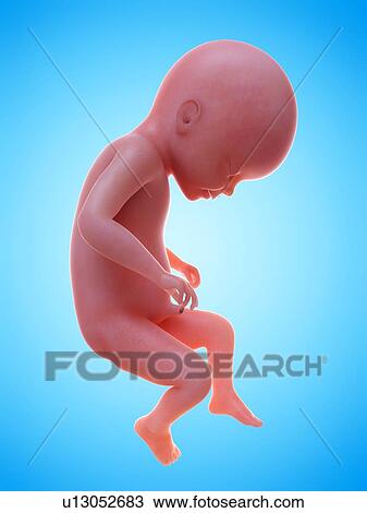 Illustration of a human foetus, week 22. View Large Photo Image Stock Image - Illustration of a human foetus, week 22.. Fotosearch