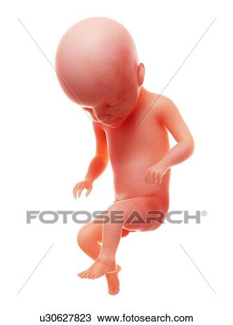 Stock Image - Illustration of a human foetus, week 22.. Fotosearch