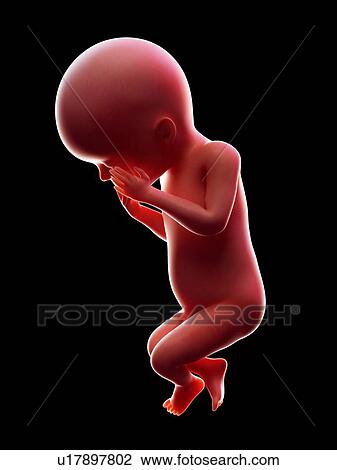 Stock Image - Illustration of a human foetus, week 23.. Fotosearch