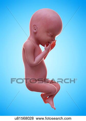 Illustration of a human foetus, week 23. View Large Photo Image Stock Photo - Illustration of a human foetus, week 23.. Fotosearch