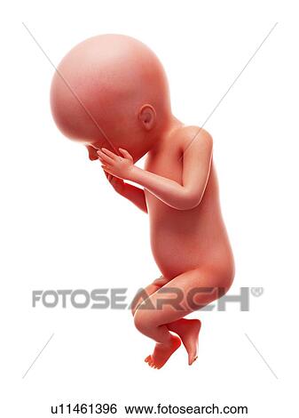 Stock Photograph - Illustration of a human foetus, week 23.. Fotosearch