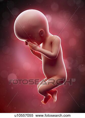 Illustration of a human foetus, week 23. View Large Photo Image Stock Photography - Illustration of a human foetus, week 23.. Fotosearch