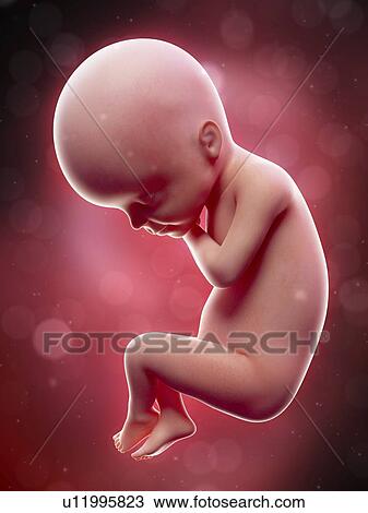 Illustration of a human foetus, week 24. View Large Photo Image Stock Image - Illustration of a human foetus, week 24.. Fotosearch