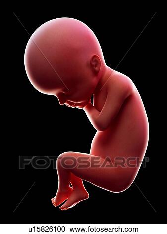 Illustration of a human foetus, week 24. View Large Photo Image Stock Image - Illustration of a human foetus, week 24.. Fotosearch