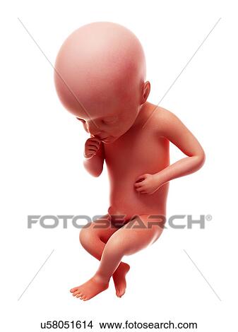 Picture - Illustration of a human foetus, week 25.. Fotosearch