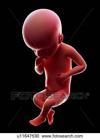 Illustration of a human foetus, week 25. View Large Photo Image Stock Image - Illustration of a human foetus, week 25.. Fotosearch