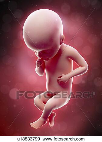 Illustration of a human foetus, week 25. View Large Photo Image Stock Photo - Illustration of a human foetus, week 25.. Fotosearch