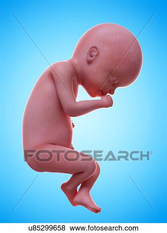 Stock Photo - Illustration of a human foetus, week 25.. Fotosearch