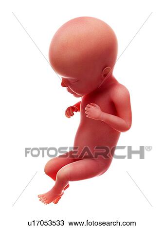 Stock Image - Illustration of a human foetus, week 26.. Fotosearch