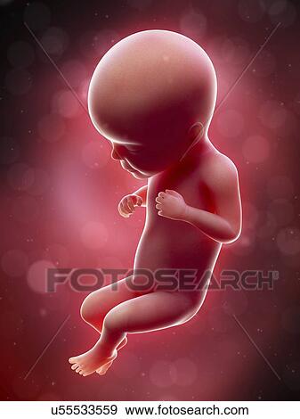 Stock Photo - Illustration of a human foetus, week 26.. Fotosearch