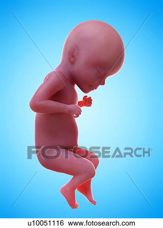 Stock Photograph - Illustration of a human foetus, week 26.. Fotosearch