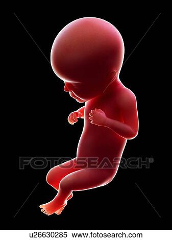 Stock Photography - Illustration of a human foetus, week 26.. Fotosearch