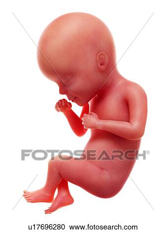 Stock Image - Illustration of a human foetus, week 27.. Fotosearch