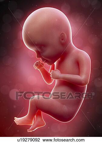 Stock Image - Illustration of a human foetus, week 27.. Fotosearch
