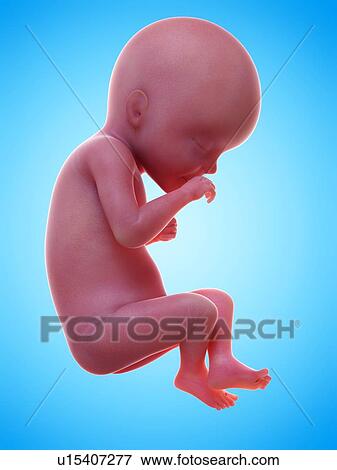 Illustration of a human foetus, week 27. View Large Photo Image Stock Photo - Illustration of a human foetus, week 27.. Fotosearch