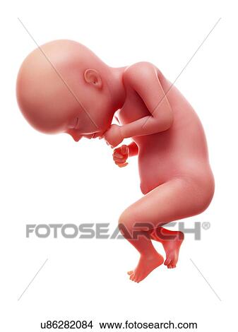 Picture - Illustration of a human foetus, week 28.. Fotosearch