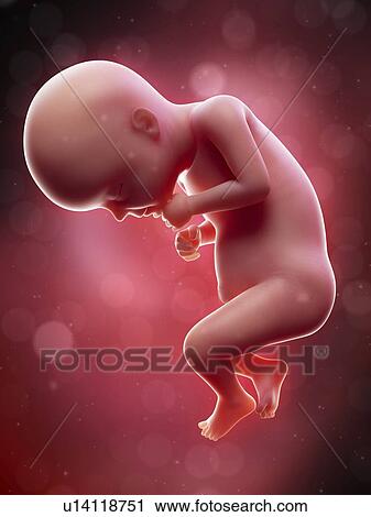 Stock Image - Illustration of a human foetus, week 28.. Fotosearch