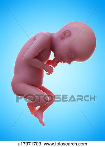 Stock Image - Illustration of a human foetus, week 28.. Fotosearch