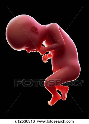 Stock Photograph - Illustration of a human foetus, week 28.. Fotosearch