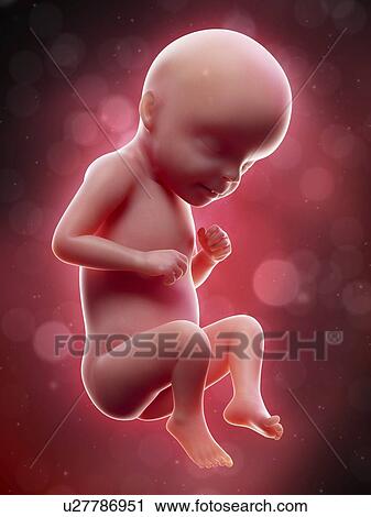Stock Image - Illustration of a human foetus, week 29.. Fotosearch