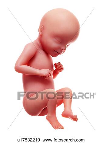 Illustration of a human foetus, week 29. View Large Photo Image Stock Photo - Illustration of a human foetus, week 29.. Fotosearch