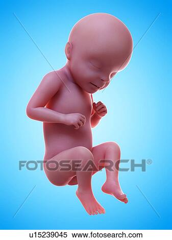 Stock Photography - Illustration of a human foetus, week 29.. Fotosearch