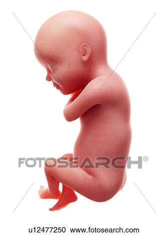 Stock Image - Illustration of a human foetus, week 30.. Fotosearch
