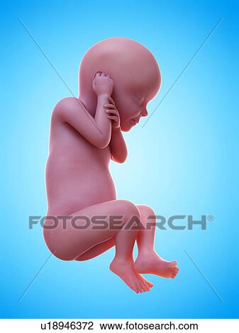 Illustration of a human foetus, week 30. View Large Photo Image Stock Image - Illustration of a human foetus, week 30.. Fotosearch